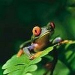 Tropical Fish - LG | Ringtone gratis